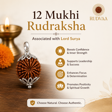 <img src="12-mukhi-rudraksha.jpg" alt="12 Mukhi Rudraksha associated with Lord Surya, natural Rudraksha pendant with spiritual significance">