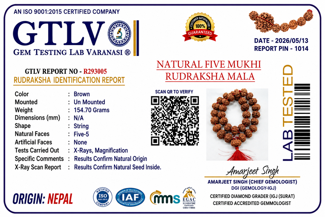 Original Nepal Flat Rudraksha 33 Beads Mala