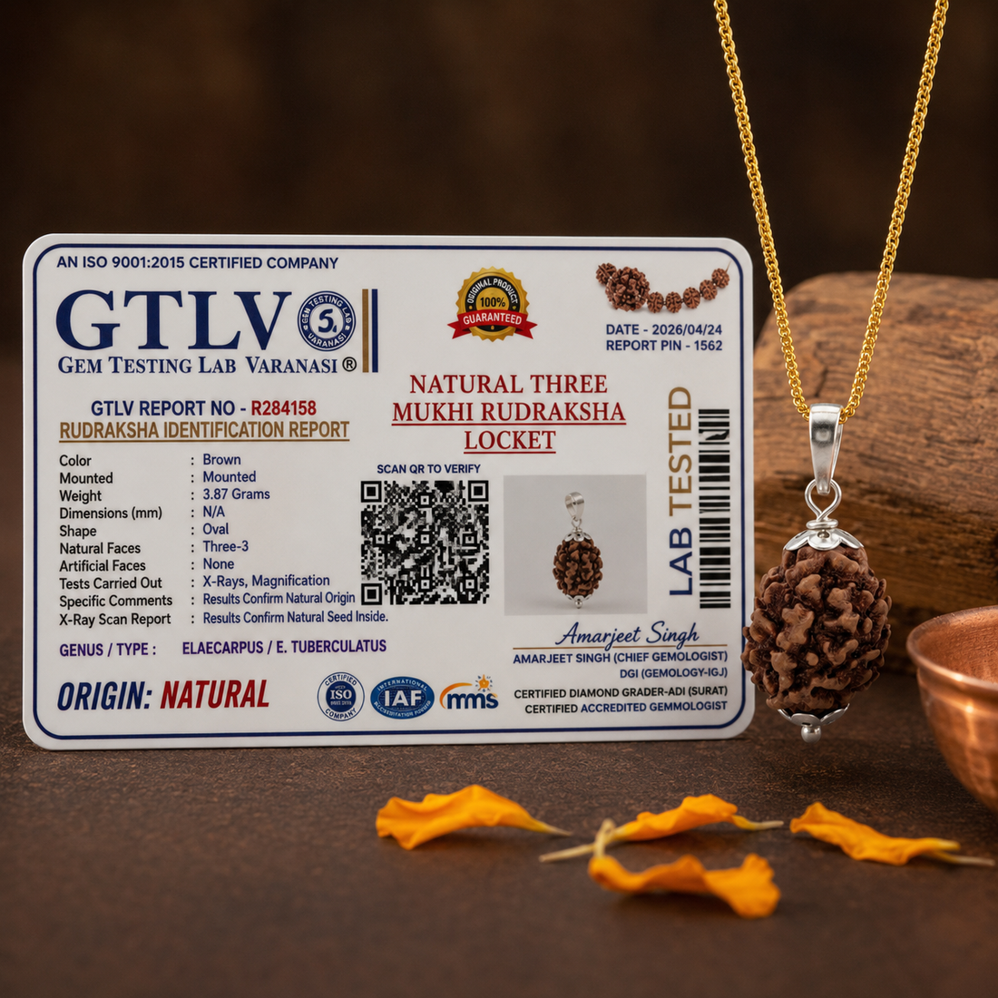 Original 3 Mukhi Rudraksha Pendant in Silver Cap with Golden Chain