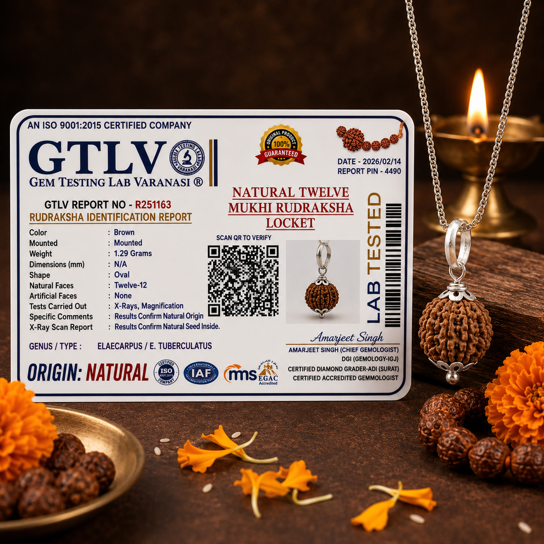 Natural 12 Mukhi Rudraksha with Silver Pendant & Golden Chain