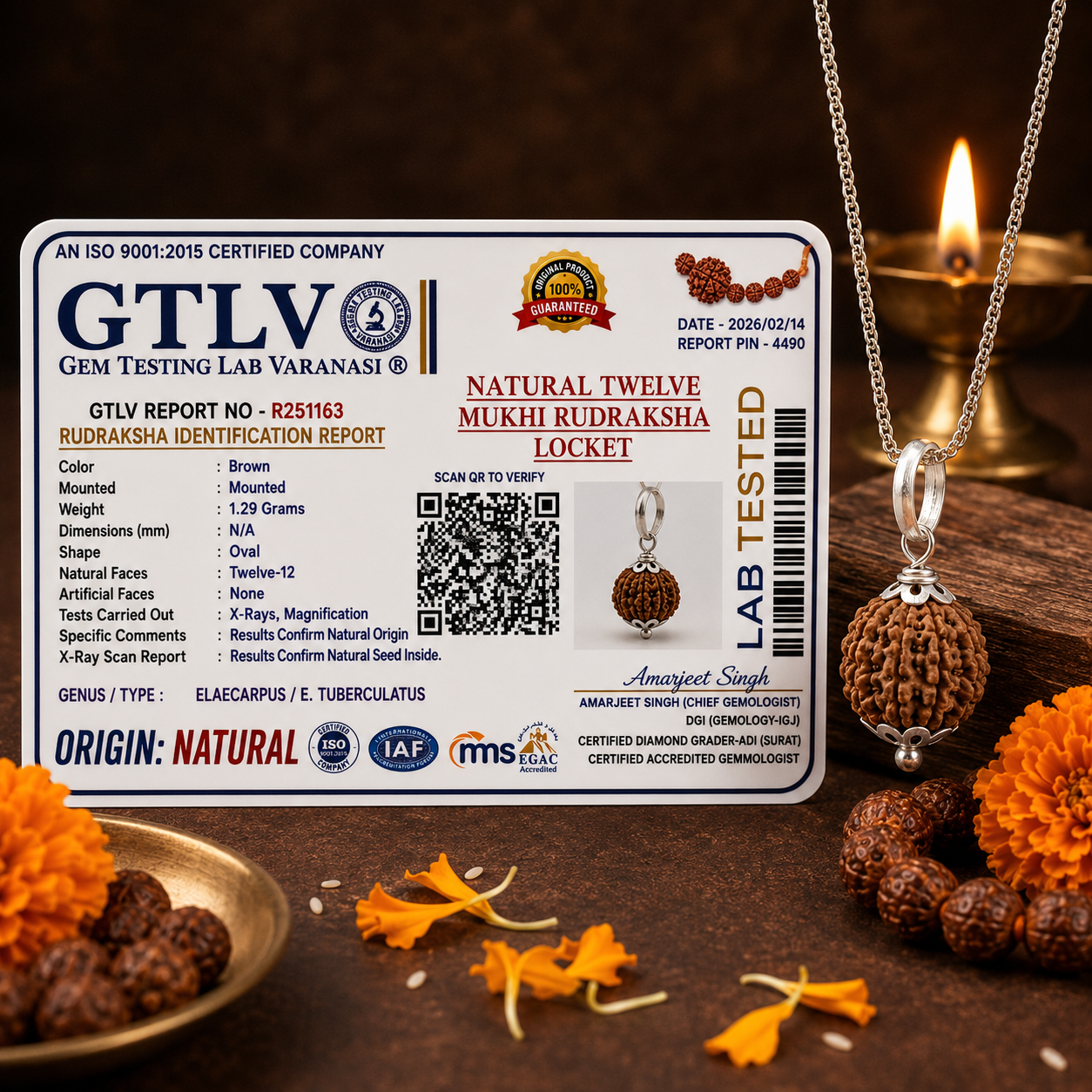 Natural 12 Mukhi Rudraksha with Silver Pendant & Golden Chain